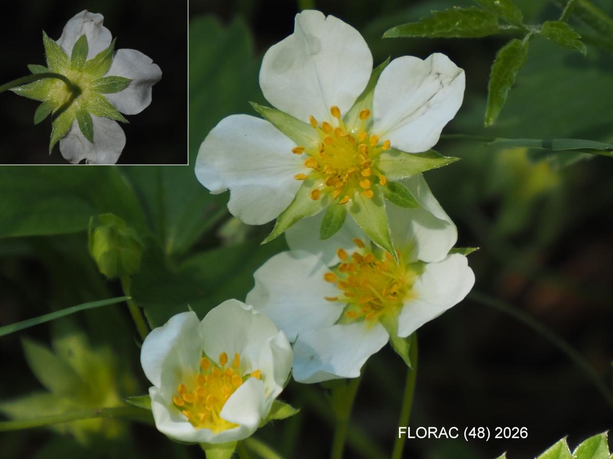 Strawberry, Cultivated flower
